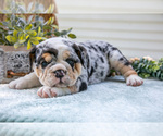 Small #3 Beabull-English Bulldog Mix