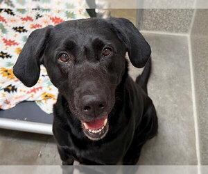 Labrador Retriever Dogs for adoption in Santa Rosa, CA, USA