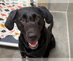 *CHARLIE - Male Labrador Retriever Dog for Adoption - Small photo