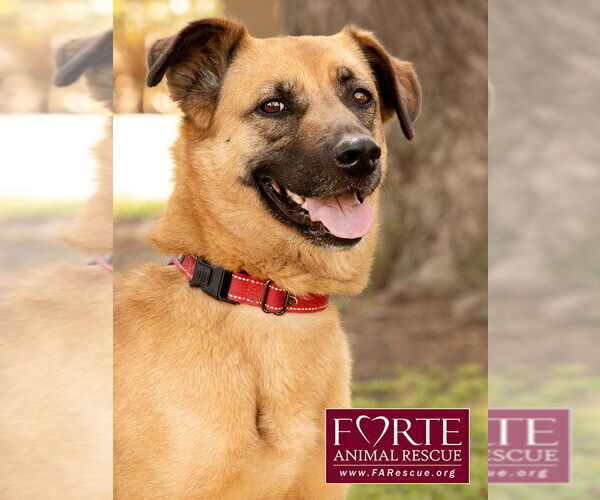 Medium Photo #10 Labrador Retriever-Unknown Mix Puppy For Sale in Marina del Rey, CA, USA