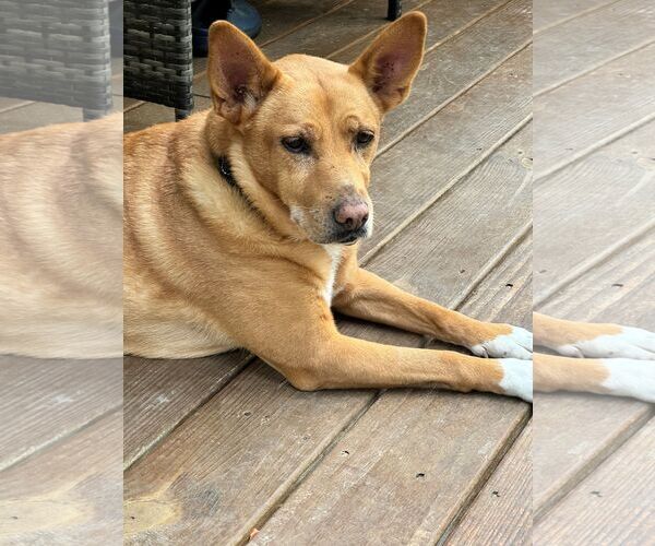 Medium Photo #2 Mutt Puppy For Sale in White Bluff, TN, USA