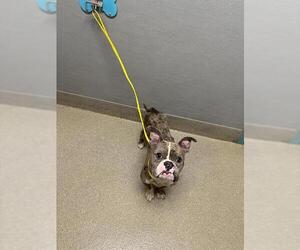 French Bulldog-Unknown Mix Dogs for adoption in Las Vegas, NV, USA