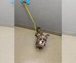 Small French Bulldog Mix