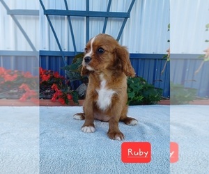 Cavalier King Charles Spaniel Puppy for sale in STANLEY, WI, USA