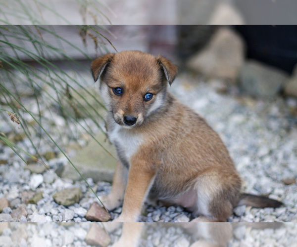 Medium Photo #2 Pomsky Puppy For Sale in GOSHEN, IN, USA
