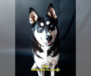 Siberian Husky Dogs for adoption in Cedar Crest, NM, USA