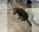 Small Labrador Retriever Mix