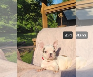 French Bulldog Puppy for Sale in POMEROY, Ohio USA