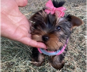 Yorkshire Terrier Puppy for sale in CHULA VISTA, CA, USA