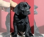 Small Photo #10 Cane Corso Puppy For Sale in COTTAGE GROVE, OR, USA