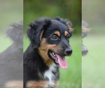 Small #1 Miniature Australian Shepherd