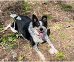 Small #1 Mutt