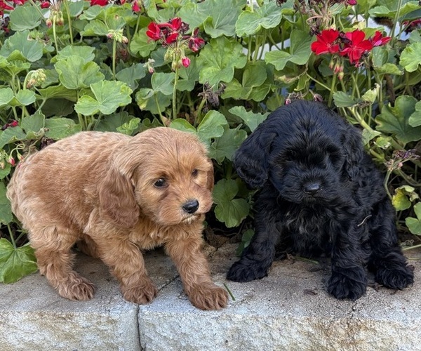 Medium Photo #1 Cavapoo (Miniature) Puppy For Sale in KALONA, IA, USA