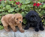 Litter of 2 - Male Cavapoo (Miniature)Litter of Puppies for Sale - Small photo
