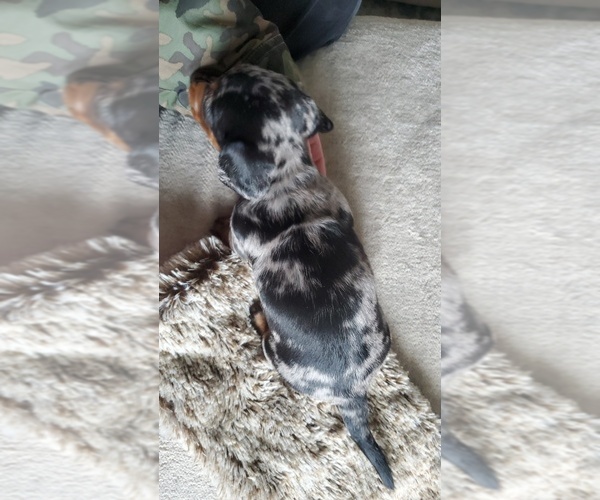 Medium Photo #3 Dachshund Puppy For Sale in MYSTIC, IA, USA