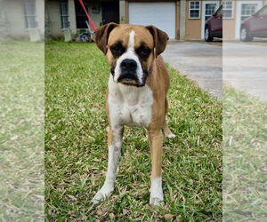 Boxer Dogs for adoption in Dumont, NJ, USA