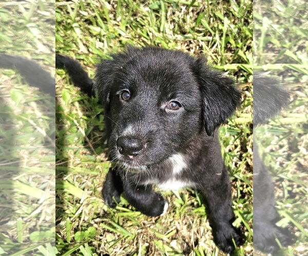 Medium Photo #2 German Shepherd Dog-Unknown Mix Puppy For Sale in Royal Palm Beach, FL, USA