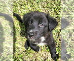 Small #1 German Shepherd Dog Mix