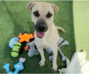 Labrador Retriever Dogs for adoption in Houston, TX, USA