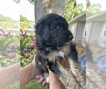 Small Photo #13 Aussiedoodle Puppy For Sale in LONGWOOD, FL, USA