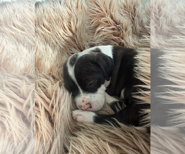 Medium Photo #13 American Pit Bull Terrier-Labrador Retriever Mix Puppy For Sale in Holly Springs, NC, USA