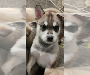 Alaskan Husky-Alaskan Malamute Mix Puppy for Sale in RANDLEMAN, North Carolina USA