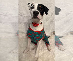 Mutt Dogs for adoption in Germantown, OH, USA