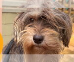 Small Photo #2 Mutt Puppy For Sale in New York, NY, USA