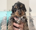 Puppy Mocha Bernedoodle mix (+ Poodle Standard)
