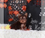 Small #1 Yorkshire Terrier