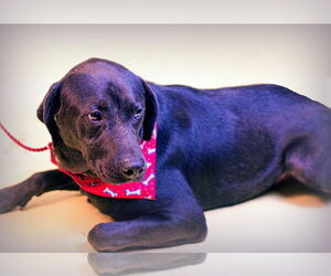 Labrador Retriever-Unknown Mix Dogs for adoption in Holly Springs, MS, USA