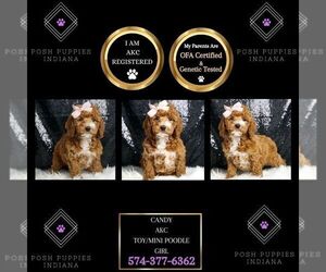 Poodle (Toy) Puppy for sale in WARSAW, IN, USA