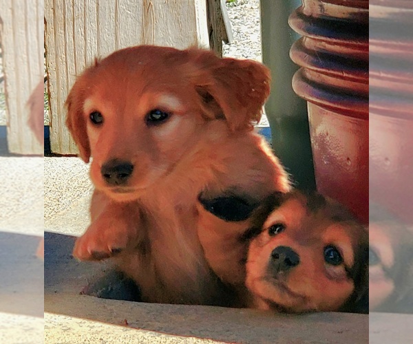 Medium Photo #2 Dachshund Puppy For Sale in CAMDEN, OH, USA