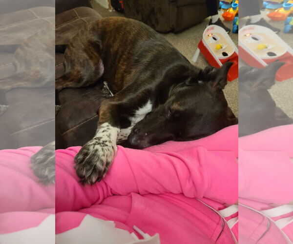 Medium Photo #2 American Pit Bull Terrier-Unknown Mix Puppy For Sale in Stevens Point, WI, USA