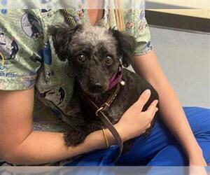 Poodle (Miniature) Dogs for adoption in Denver, CO, USA