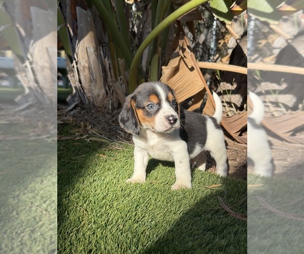 Medium Photo #1 Beagle Puppy For Sale in BEVERLY HILLS, CA, USA