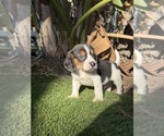 Puppy Puppy 1 Beagle