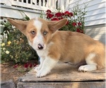 Small Pembroke Welsh Corgi