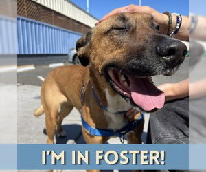 Black Mouth Cur-Unknown Mix Dogs for adoption in Alameda, CA, USA