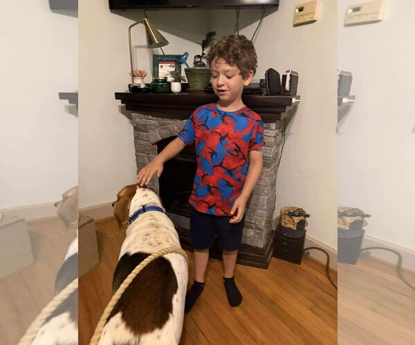 Medium Photo #7 Mutt Puppy For Sale in Rustburg, VA, USA