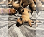 Small Photo #25 Belgian Malinois Puppy For Sale in NASHVILLE, TN, USA