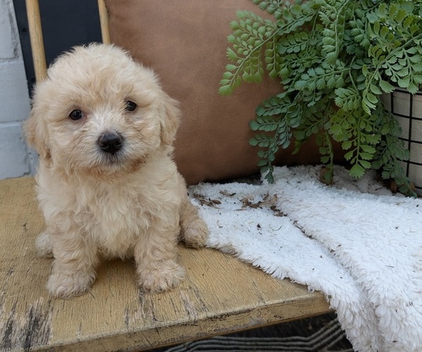 Medium Photo #1 Poovanese Puppy For Sale in GOSHEN, IN, USA