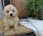 Puppy Remi Poovanese