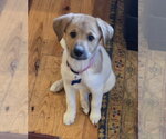 Small #1 Great Pyrenees Mix