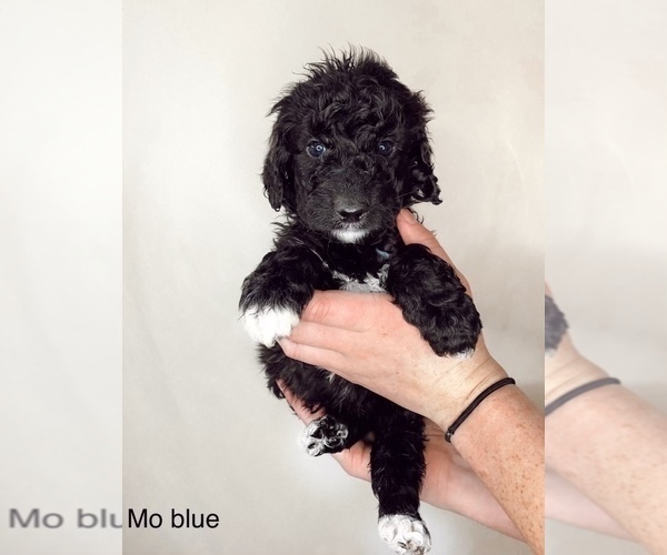 Medium Photo #1 Pyredoodle Puppy For Sale in BRKN ARW, OK, USA