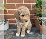 Small #2 Goldendoodle (Miniature)