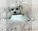 Small #12 Maltese