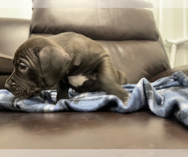Medium Photo #48 American Bully Puppy For Sale in REESEVILLE, WI, USA