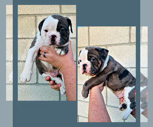 Olde English Bulldogge Puppy for sale in BAKERSFIELD, CA, USA