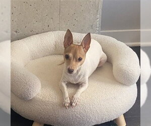 Chihuahua-Unknown Mix Dogs for adoption in Derwood, MD, USA